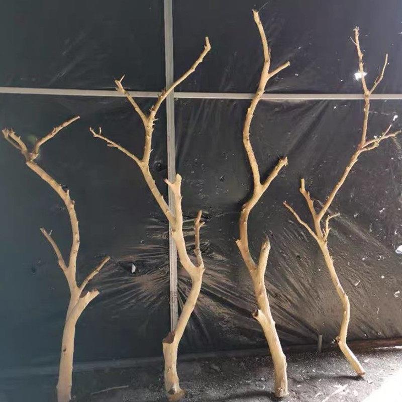 天然带叉去皮干树枝树枝装饰带杈艺术枯枝去皮本色树枝壁挂衣架