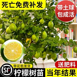 香水柠檬树盆栽绿植大型室内客厅植物吸甲醛，阳台四季好养花卉带果