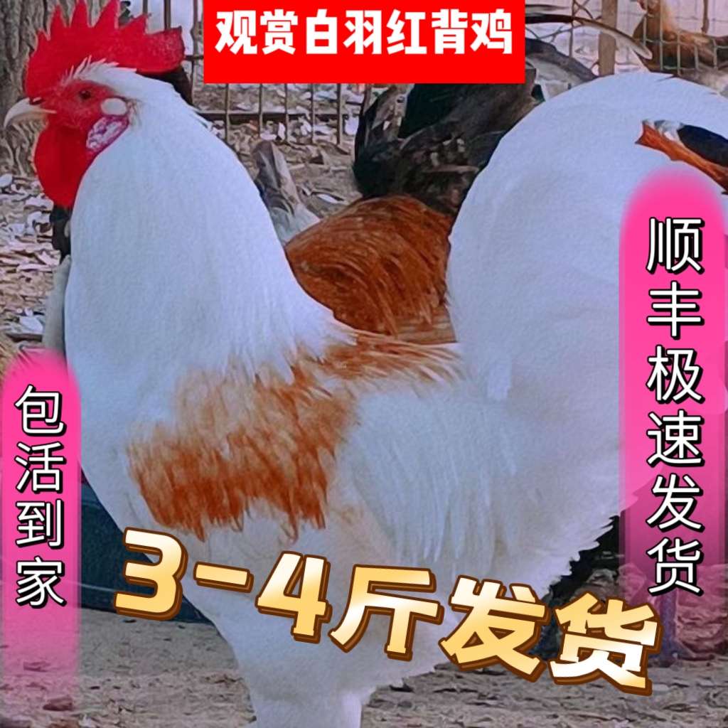 纯白鸡宠物鸡白羽鸡红羽观赏鸡成年鸡下蛋鸡花柴鸡老品种鸡