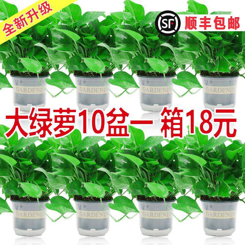新房家用黄金葛盆栽室内客厅绿植花卉大叶长藤大盆黄金葛植物水培