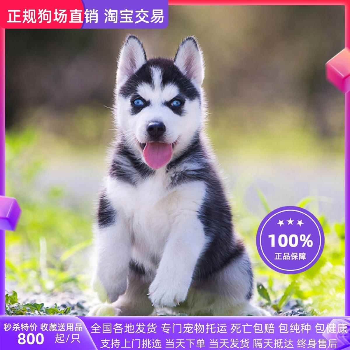 纯种哈士奇幼犬活体宠物狗狗蓝眼二哈幼崽小狗阿拉斯加雪橇犬大型