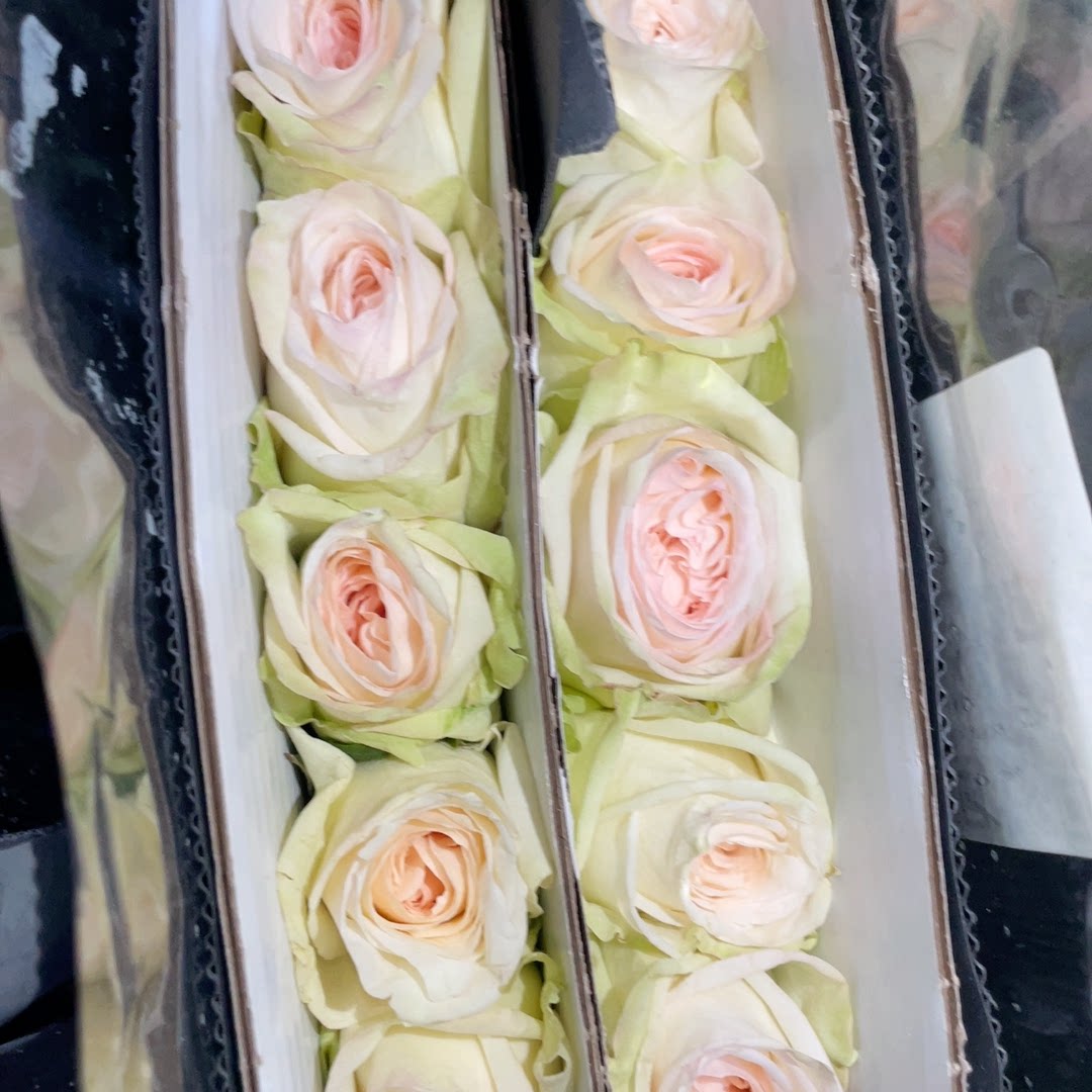 a白荔枝玫瑰10支 三个链接包邮