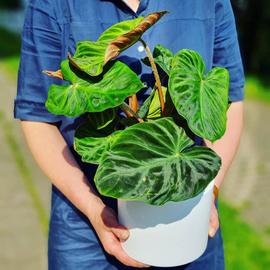 荧光蔓绿绒云母ins风网红进口绿植盆栽室内阳台观叶植物 露露花园