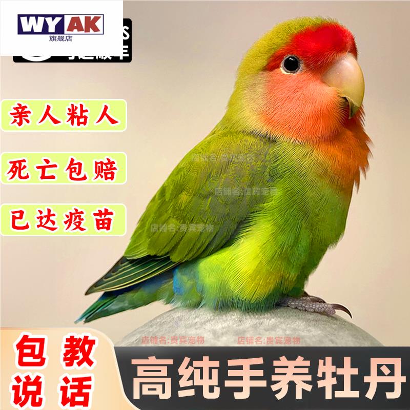 鹦鹉活鸟一公一母牡丹会说话黄桃绿桃紫罗兰亲人上手纯手养宠物鸟图片