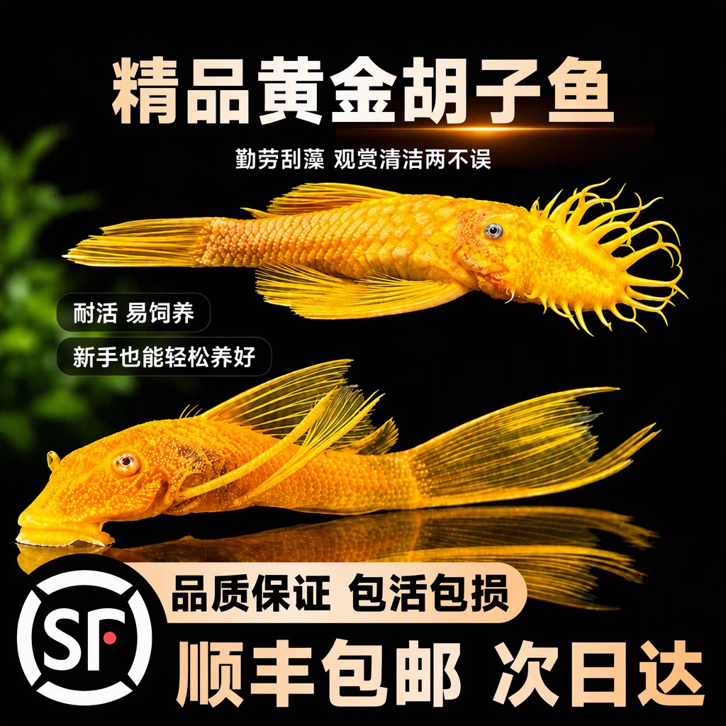 黄金大胡子大帆小型热带观赏鱼活体清道夫除藻耐活包活包损旗舰店