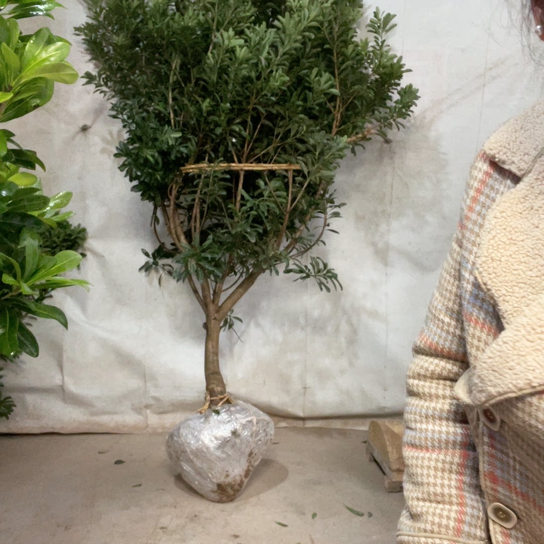 正宗嫁接东魁黑炭杨梅苗种植