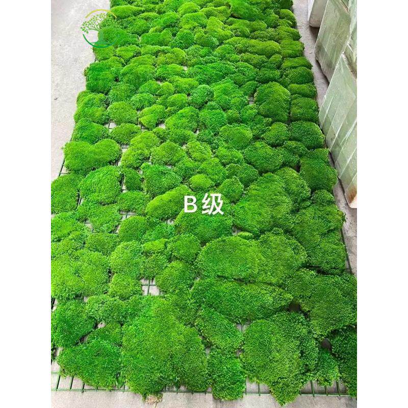 藓白发高端面装饰大青苔植物灰室内苔藓植藓仿真造景铺底鹿角藓绿