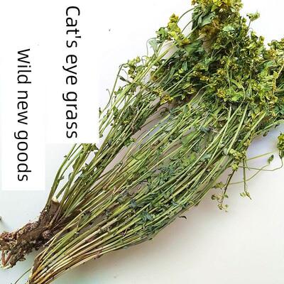 新疆包邮猫眼草小叶野生新货整颗带根干货猫儿眼新货马虎眼草非泽