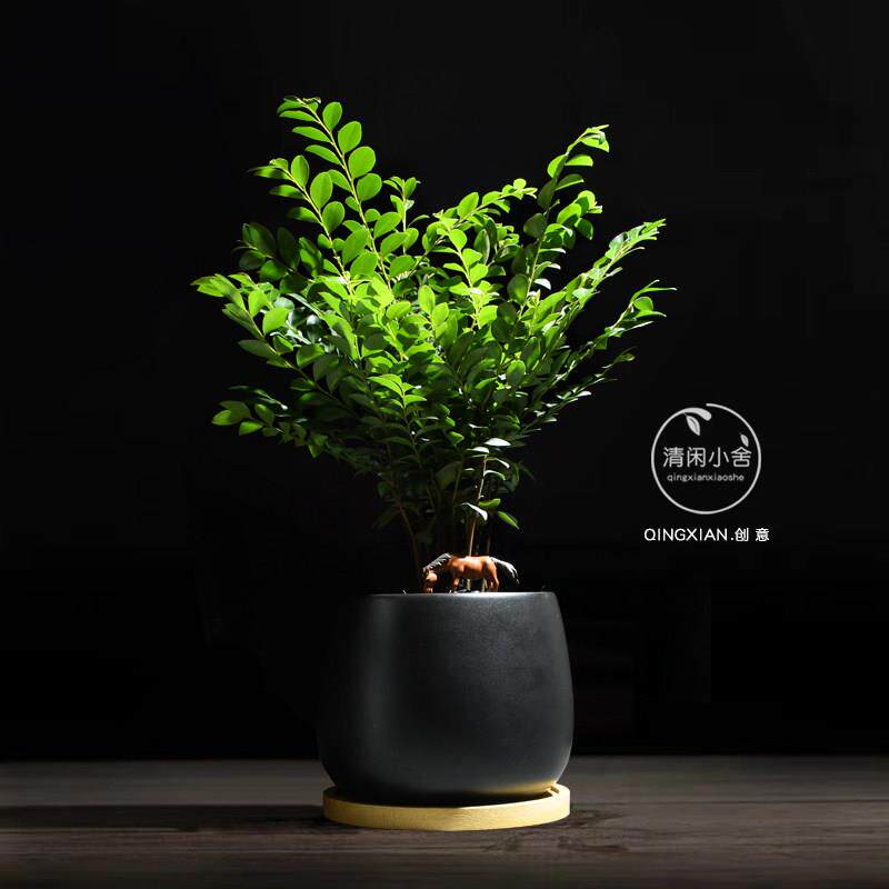 小叶紫檀盆栽办公室桌面花卉室内黑骨茶盆景植物树苗四季常青绿