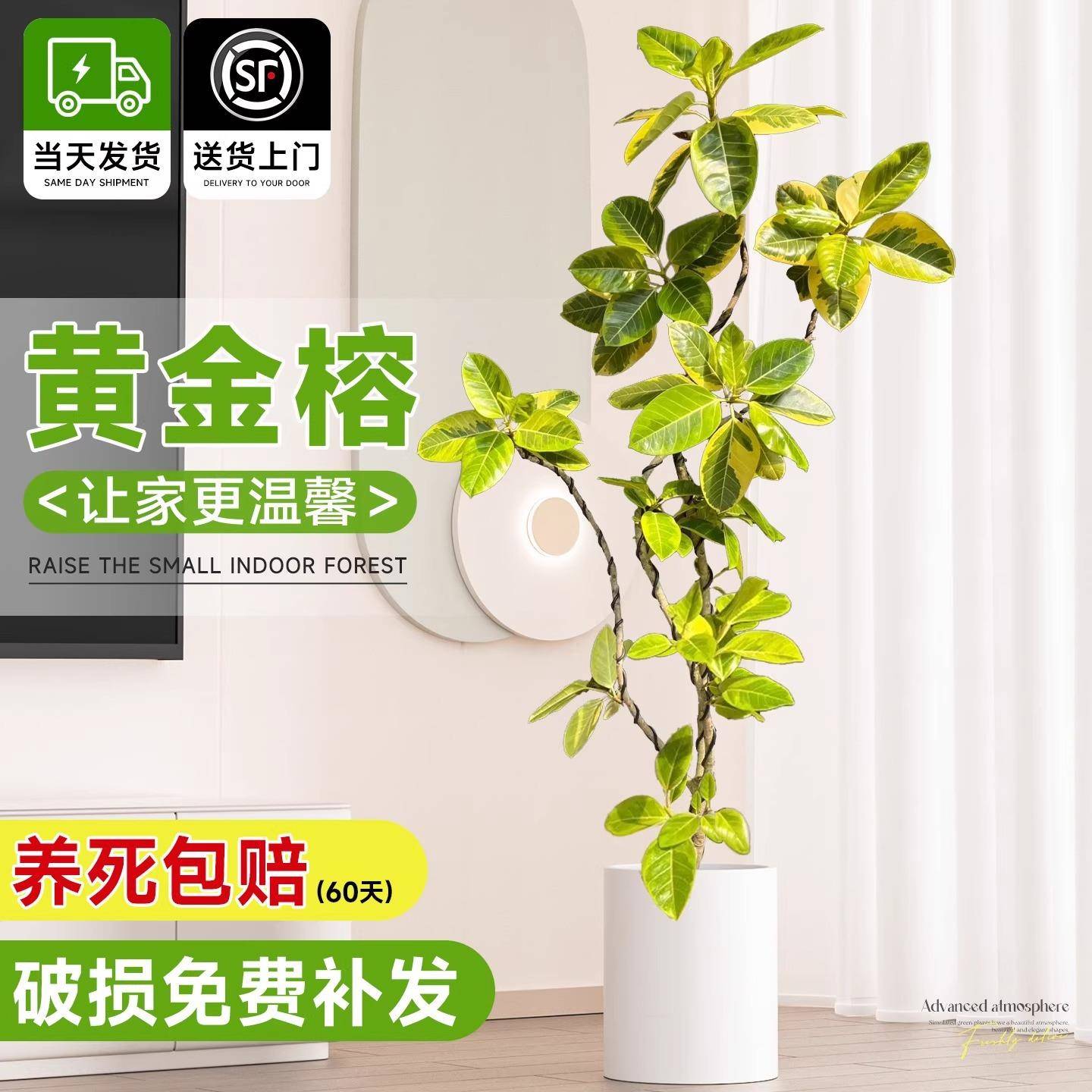花叶造型黄金榕橡皮树客厅绿植富贵榕室内办公室绿植大型盆栽植物