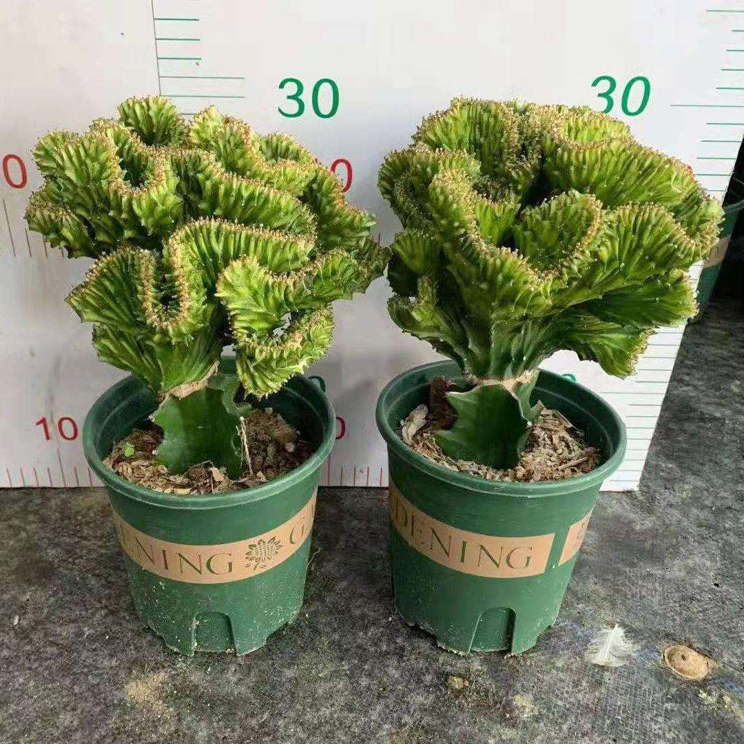 观赏多肉花卉植物多肉植物办公室布置绿春峰