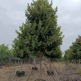 2412基地供应 红树林树 银叶板根树 10-20cm银叶树 沿海湿地乔木