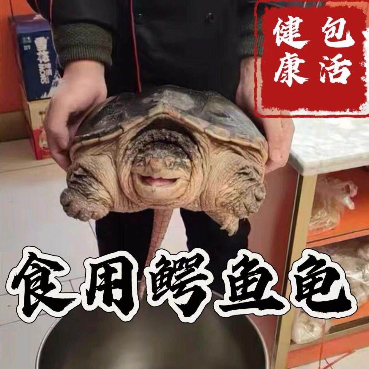 鳄龟食用活体鳄龟可以吃的鳄龟爆刺凶猛大鳄龟小鳄龟超大巨大鳄龟