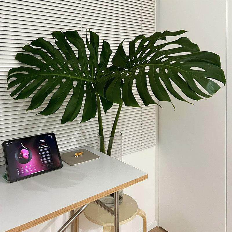 鲜切大棵龟背芋无土栽培水培植物四季常绿办公桌室内净化空气绿植