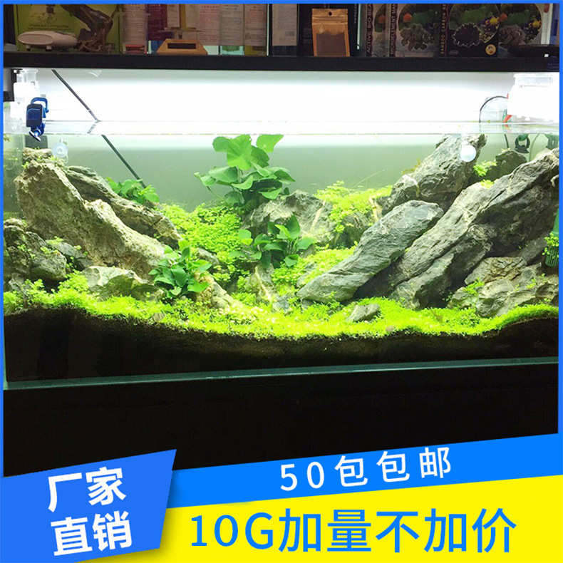 水草种子鱼缸造景水草种子无需CO2水草种子水草籽发芽快包活好养