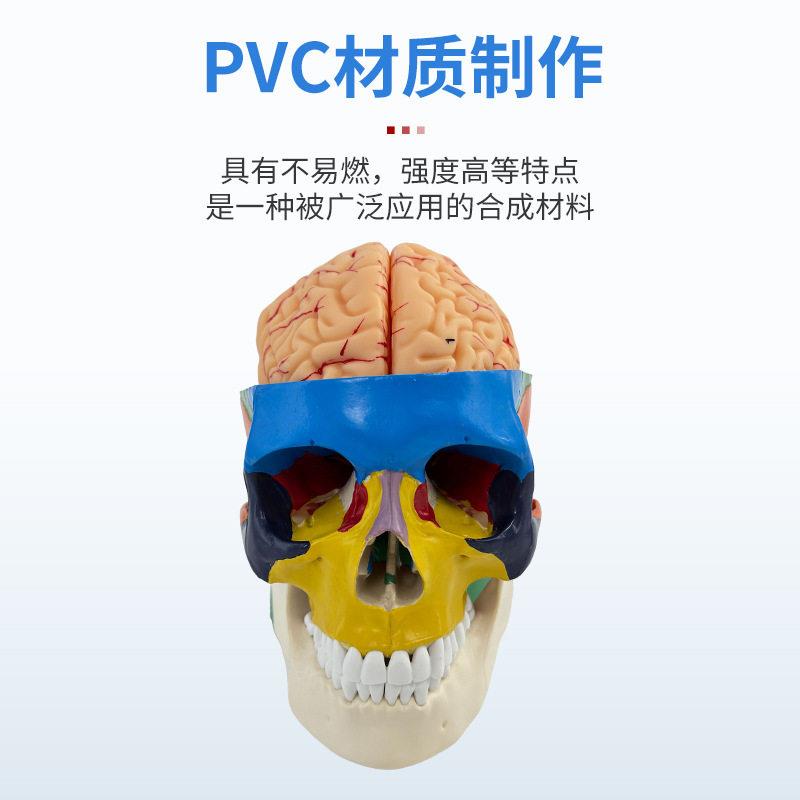 彩色头骨带颈椎及脑模型人体头颅骨 色性分离 1:1上色区分区域