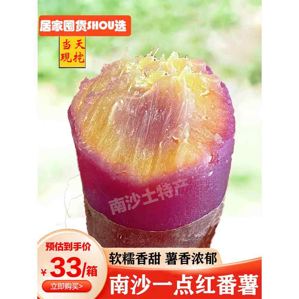 正宗广州南沙一点红番薯新鲜现挖冰淇淋红薯板栗薯农家自种蜜薯