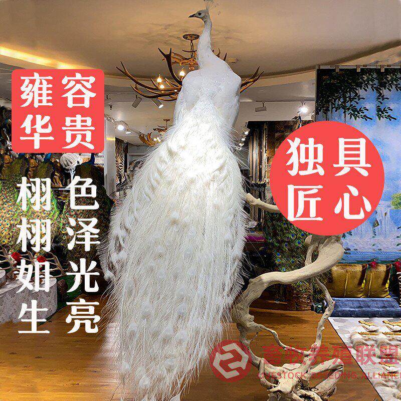 定制客厅动物蓝孔雀工艺品摆饰开屏白孔雀标本模具孔雀羽毛扇饰品