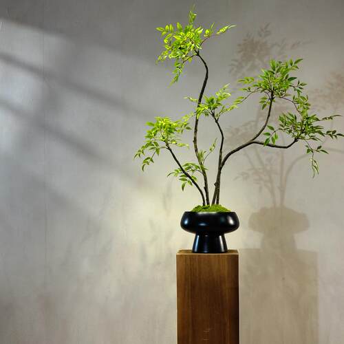 南天竹彷真绿色植物高级古风新中式茶室装饰竹子桌面入户玄关摆件