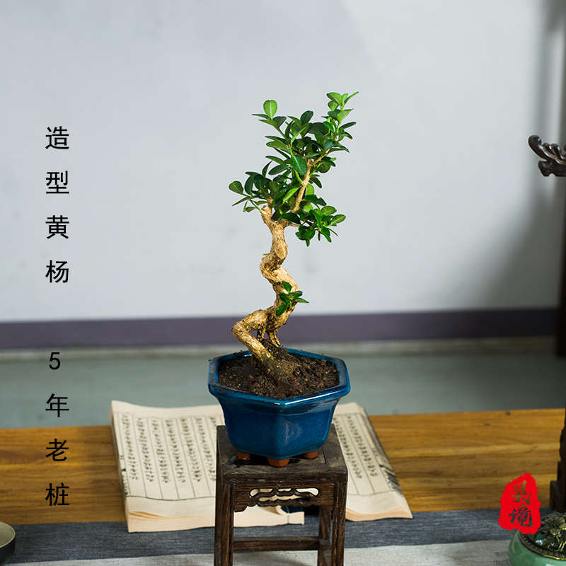 造型黄杨中式老桩盆栽茶室书桌办公室内观叶绿植净化空气好养盆景