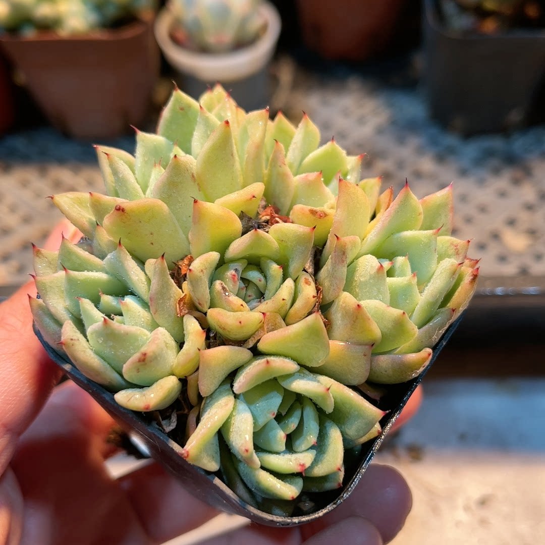 7多肉38包邮吉尔巴玫瑰6