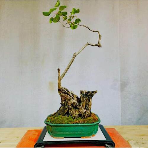 香山红叶黄栌盆景耐寒熟桩小精品一物一拍