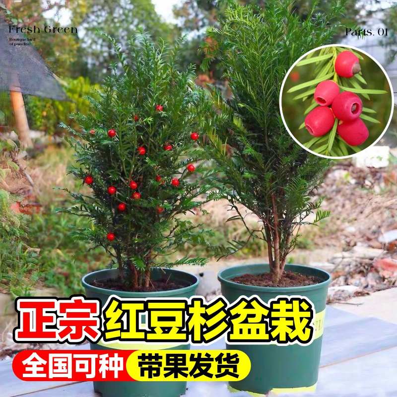 正宗红豆杉树苗盆栽地栽耐寒室外花卉绿植好养四季常青大型绿植物