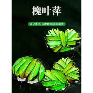 懒人鱼缸水质净化槐叶萍浮性水草蜈蚣草水培绿植池塘养龟植物虾草
