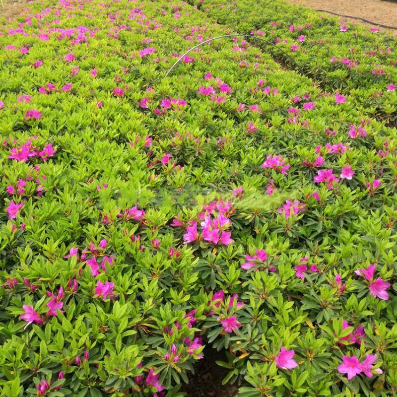 杜鹃花小苗毛杜鹃勤花品种庭院耐寒彩色绿篱花卉植物绿植