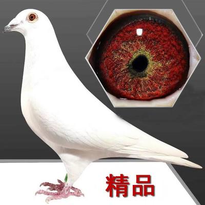 纯白色信鸽活体白鸽子赛鸽村松白锡坤白信鸽精品白信鸽一対包邮
