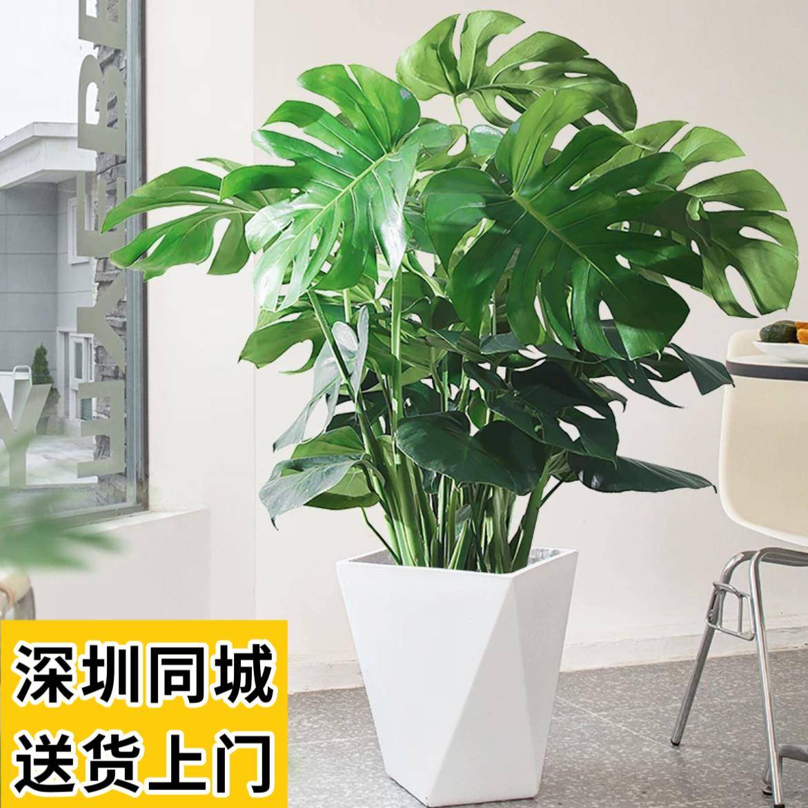 龟背竹盆栽大小型植物办公室新房客厅卧室书房室内好养活净化空气