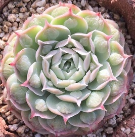 瘤财 瘤子财路 多肉植物景天科  瘤财  财路雨滴趣味盆栽多肉植物