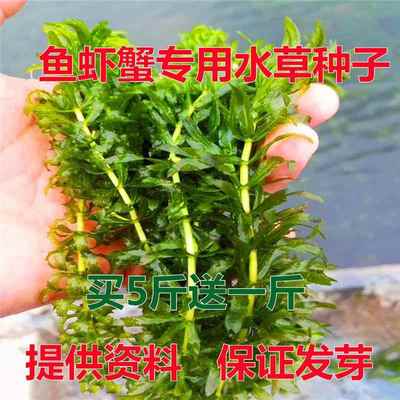 鱼塘水草种籽子伊乐藻轮叶黑藻沮草水葫芦水花生净化水质草籽包邮