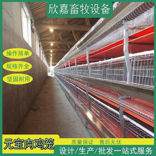 肉鸡笼三层元肉鸡笼自动化养殖鸡笼养殖场鸡舍一站购齐养鸡设备