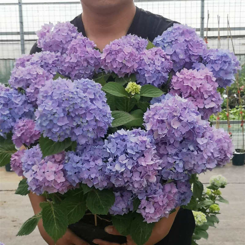 绣球花花苗盆栽无尽夏八仙花精品老桩带花苞室内庭院阳台植物花卉