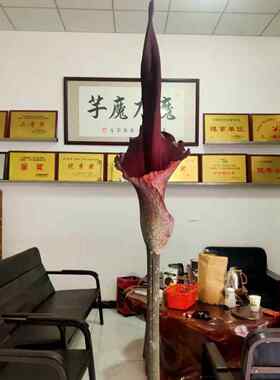 2022年新晒魔芋干花中草药用魔芋花可食用魔芋花