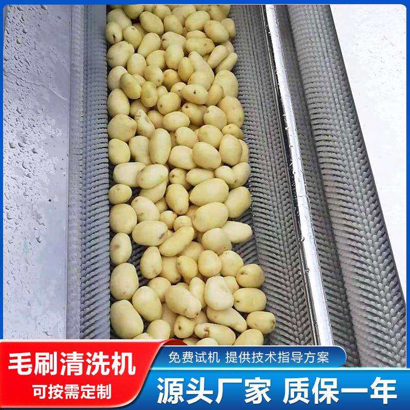 毛刷去皮清洗机 现货自动出料红薯土豆去皮机 螺旋式胡萝卜脱皮机