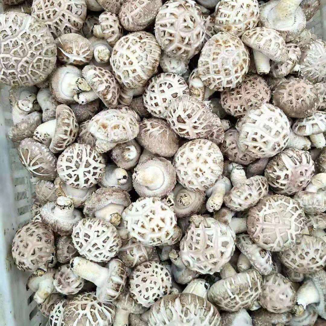 出口天白花菇干货高品质大花菇剪脚冬菇量大从优肉厚蘑菇厂家直销
