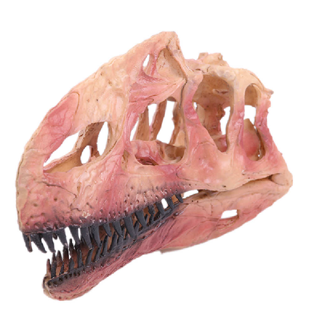 恐龙头骨模型树脂工艺品单脊龙骷髅头动物骨架研究参考动物骷颅头