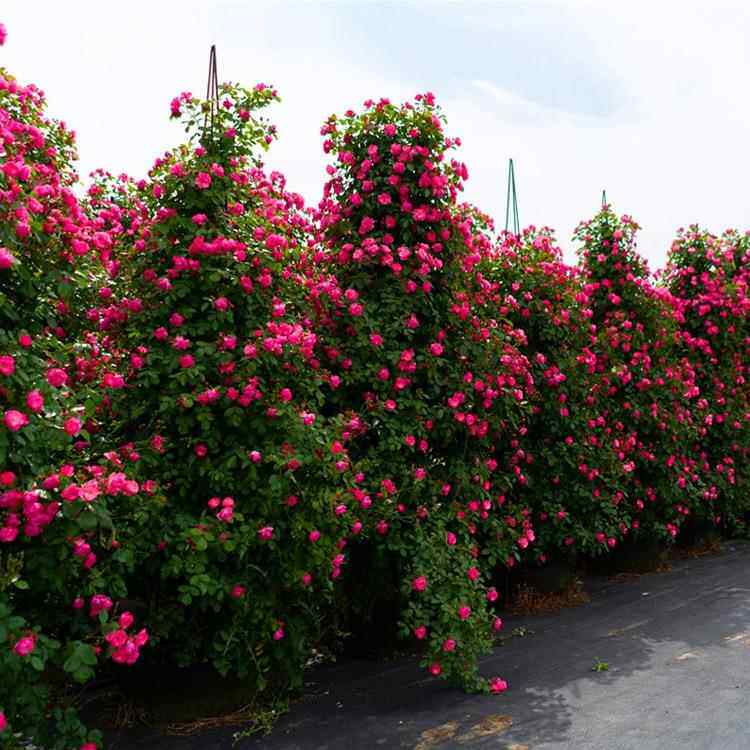 1.-31庭.4米藤本月955爬藤植季物院花卉盆栽