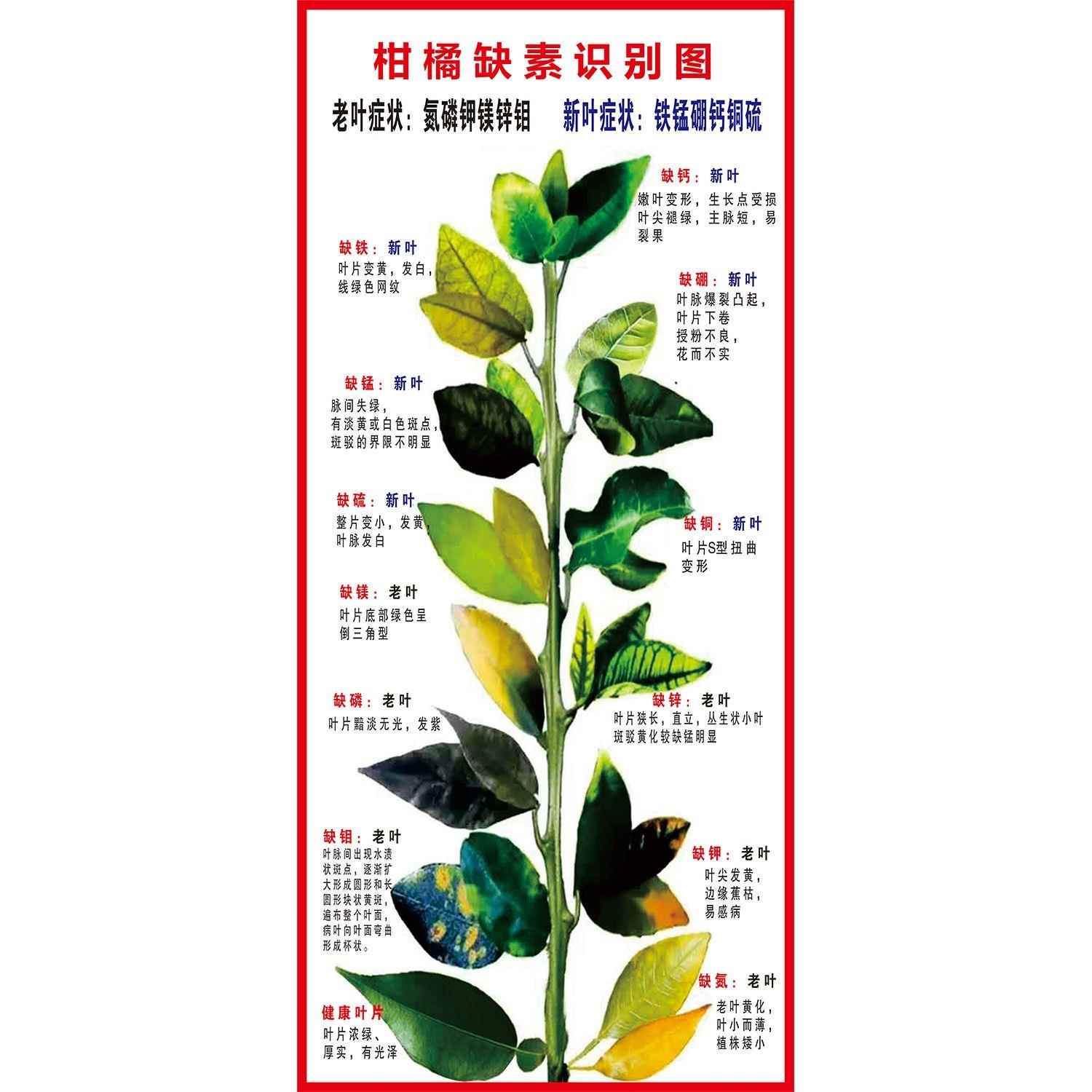 柑橘缺素识别图海报展板墙贴墙纸装饰画KT板柑橘缺素识别图