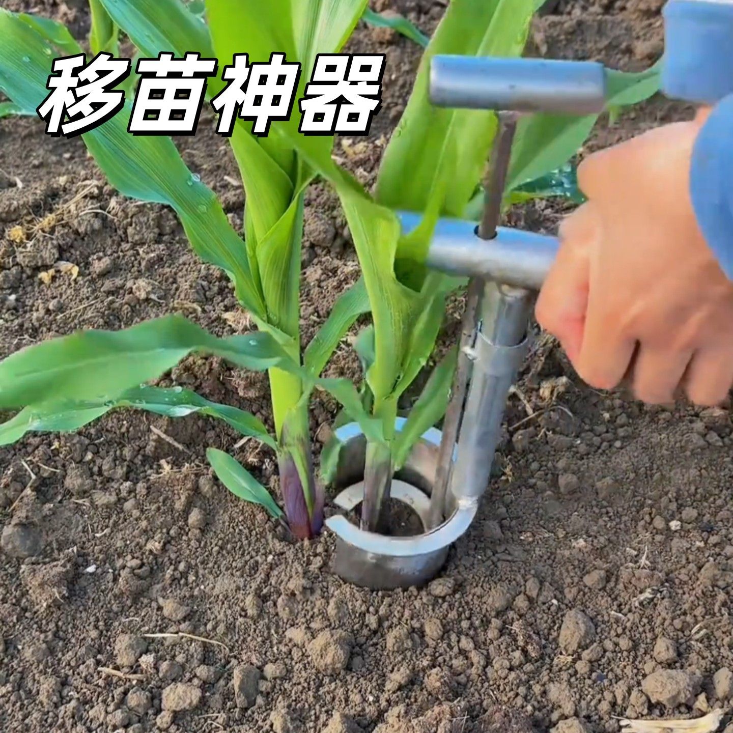 移苗神器不锈钢一键按压移栽起苗器种菜打孔器玉米秧苗泥土打洞器