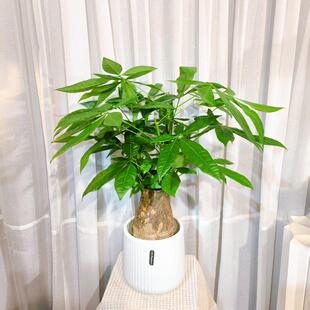 独杆发财树粗杆大树桩室内客厅招财盆景办公室好养活 五年老桩