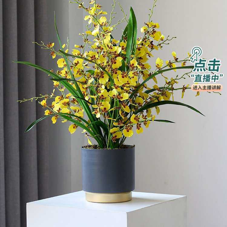 工厂直发轻奢跳舞兰仿真花高品质假花文心兰花卉盆栽室内桌面摆件,鲜花速递/花卉仿真/绿植园艺,仿真绿植,淘宝优惠券,粉丝福利购,淘宝优惠卷