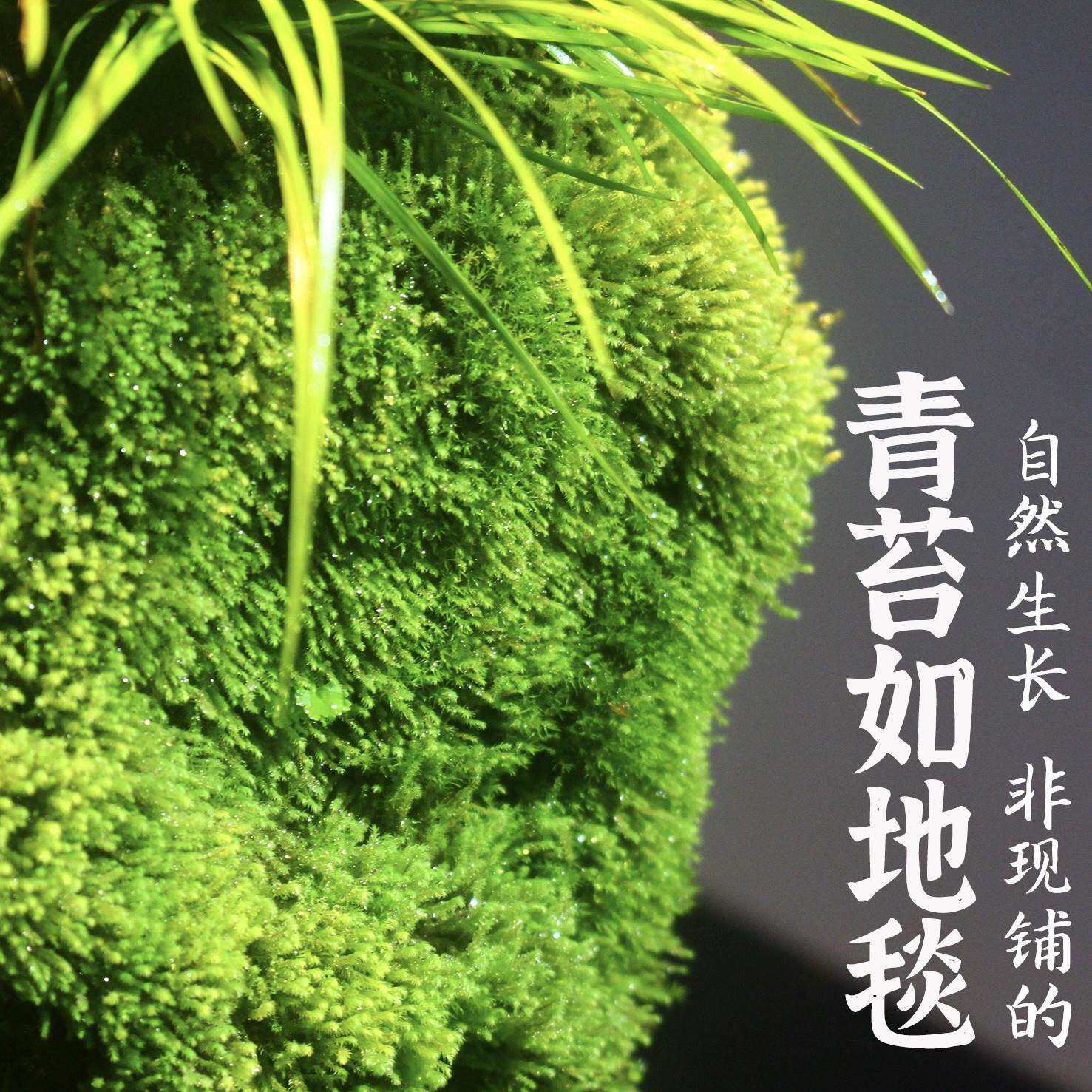 附石菖蒲吸石小草盆景虎耳盆栽室内桌绿面植水苔藓MUI微景观水培