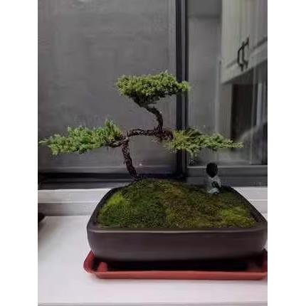 迎客松盆景真树地柏松树植物室内花卉绿植好养四季客厅盆栽罗汉松