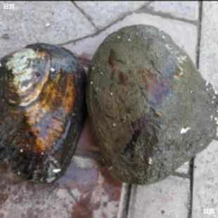 蚌壳蚌打淡水珠批发真空河蚌鲜活珠蚌珍珠活自己开取单珍珠多