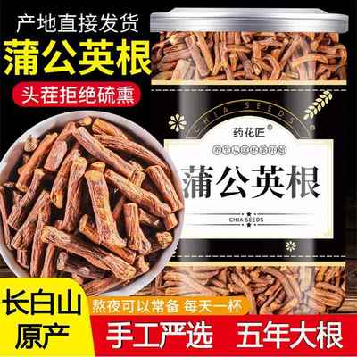 正品特蒲公英根级长白山官方旗舰店野公英根茶生新茶蒲公英大根