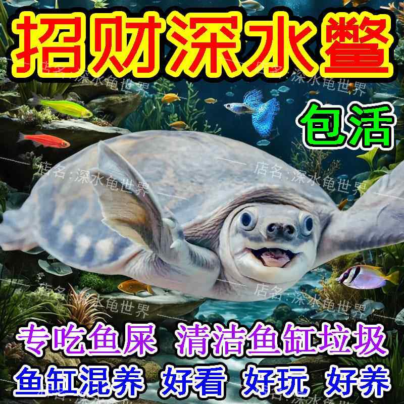 深水龟鱼缸混养中华鳖珍珠鳖黄耳龟地图火焰龟观赏乌龟活物吃粪龟