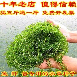 草鱼草种养鱼鱼吃的养殖四季畜牧鱼塘水草鱼草牧草喂鱼一年生